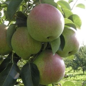 Десертная Россошанская