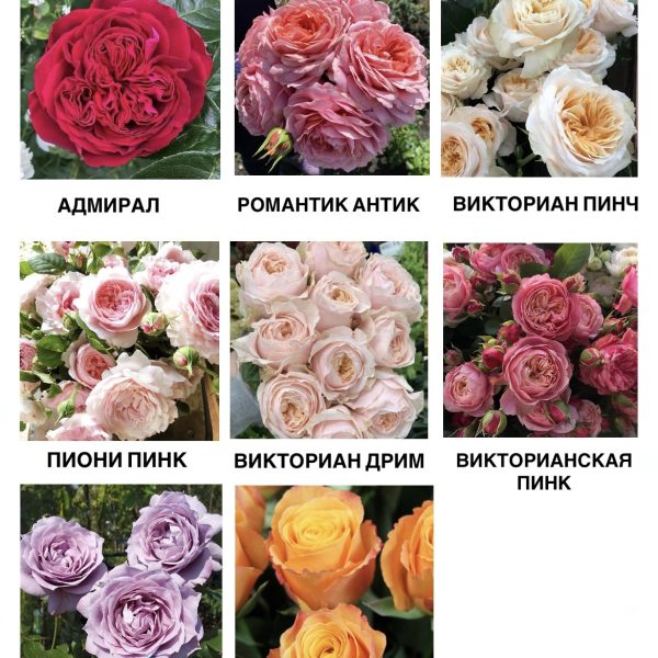 Роза (в ассортименте, только самовывоз)