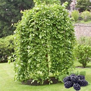 Шелковица на штамбе