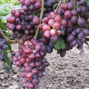 Заря Невестая