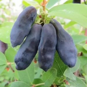 Блю банана (Голубой банан)