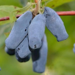 Бакчарская Юбилейная