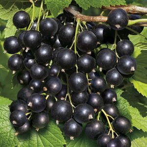 Юбилейная Копаня