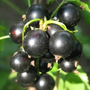 Волшебница