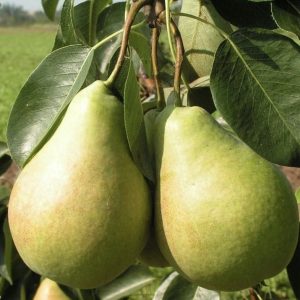 Глубокская