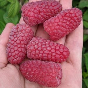 Пшехиба