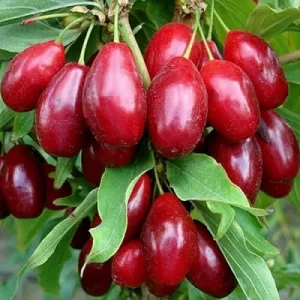 Саженцы Кизила
