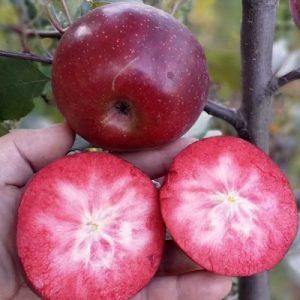 Байя Мариса