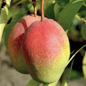 Киргизская