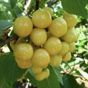 Брянская желтая