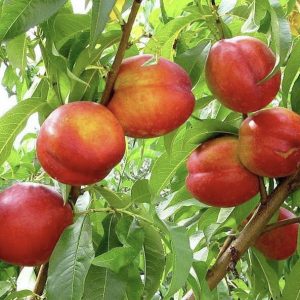 Кримсон Голд