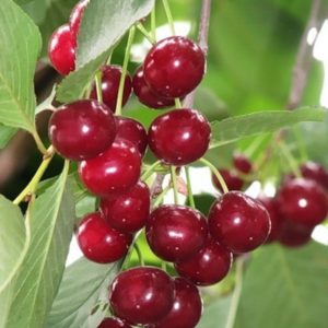 Сеянец Любской