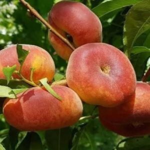 Уфо-4 (инжирный)