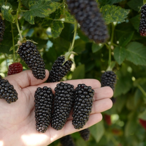 Карака Блэк