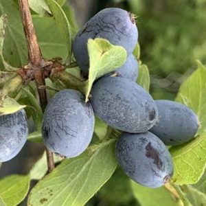 Клубничная Сенсация