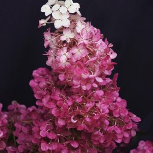 Заря Лесково