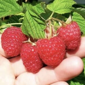 Овация (ремонтантная)